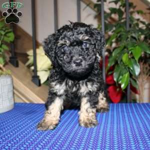 Andrew, Mini Whoodle Puppy