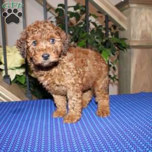 Allen, Mini Whoodle Puppy