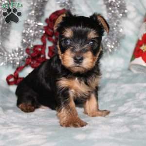 David, Yorkie Puppy