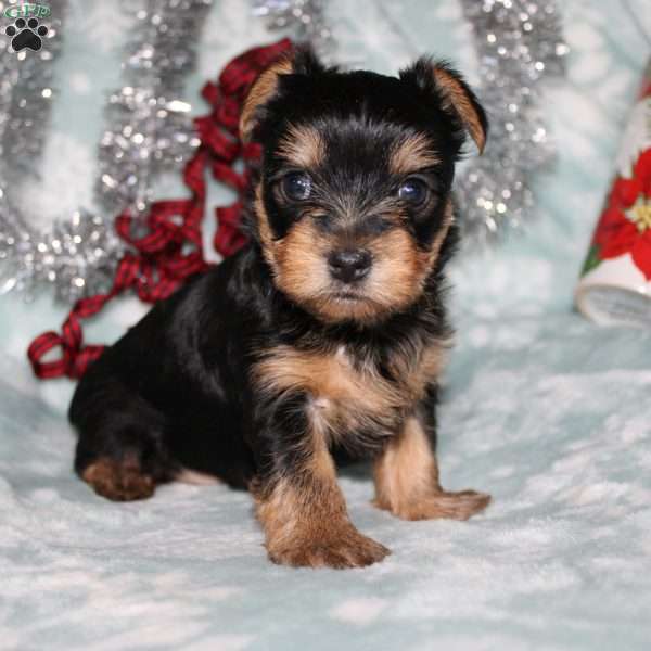 David, Yorkie Puppy