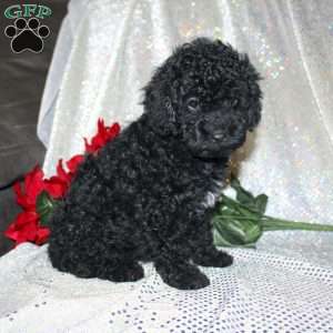 Button, Miniature Poodle Puppy