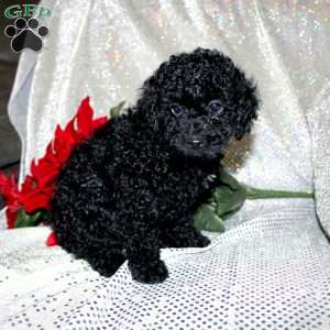 Bella, Miniature Poodle Puppy