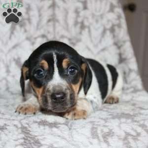 Dean, Jack Russell Mix Puppy