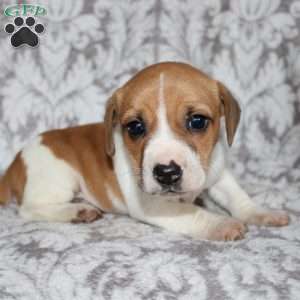 Drew, Jack Russell Mix Puppy