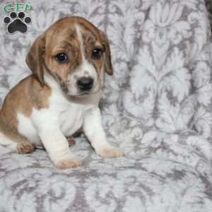 David, Jack Russell Mix Puppy