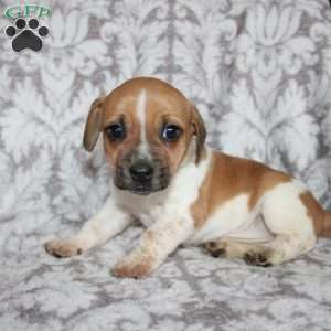 Danny, Jack Russell Mix Puppy