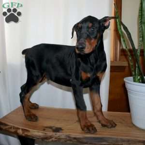 Frankencense, Doberman Pinscher Puppy