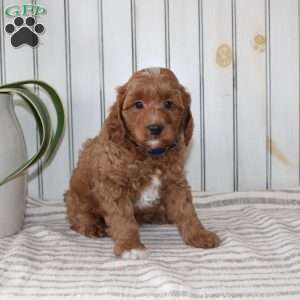 Rambo, Cavapoo Puppy