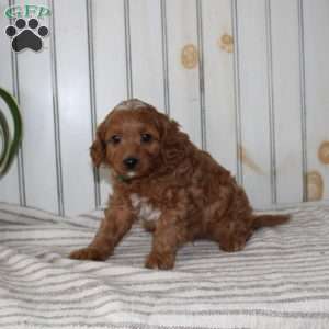 Rascal, Cavapoo Puppy