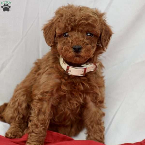 Mable, Miniature Poodle Puppy