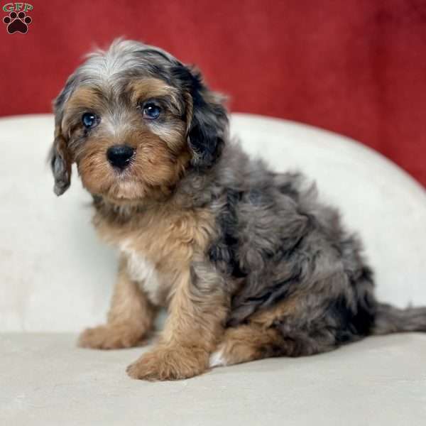 Eve, Cavapoo Puppy