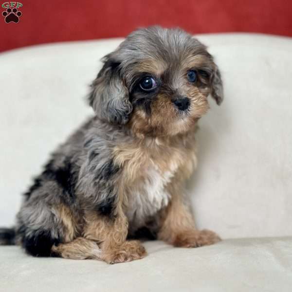 Holly, Cavapoo Puppy