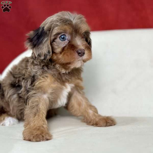 Star, Cavapoo Puppy