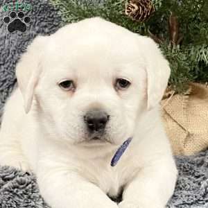 Darla, Yellow Labrador Retriever Puppy