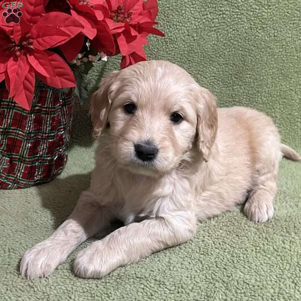 KANDY KANE IVY, Goldendoodle Puppy