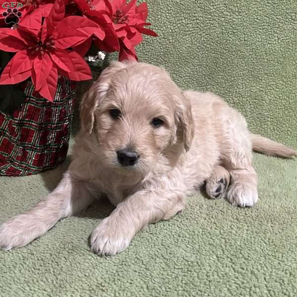 NICHOLAS, Goldendoodle Puppy