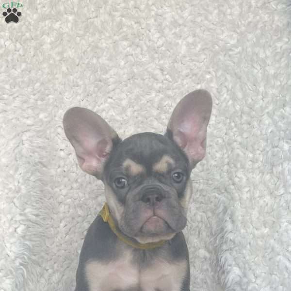 Penelope, French Bulldog Puppy