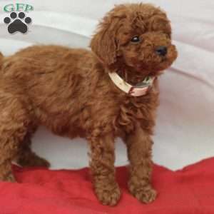 Mable, Miniature Poodle Puppy