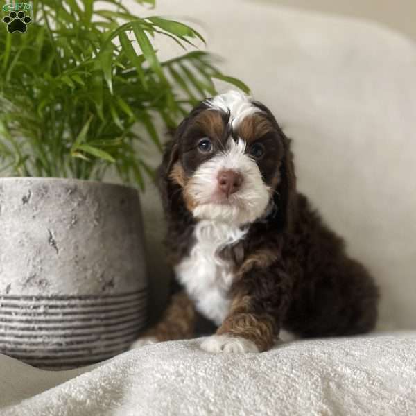 Champ, Mini Bernedoodle Puppy