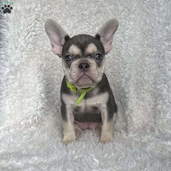 Olive, French Bulldog Puppy