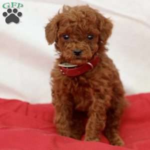 Mable, Miniature Poodle Puppy