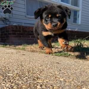 Bruno, Rottweiler Puppy