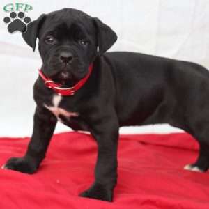 Zoe, Cane Corso Puppy