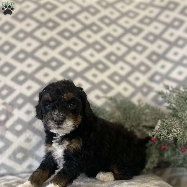 Milo, Mini Bernedoodle Puppy