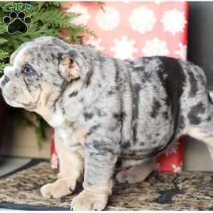 Platinum, English Bulldog Puppy