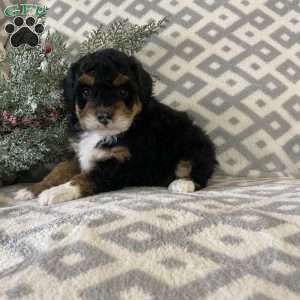 Monty, Mini Bernedoodle Puppy