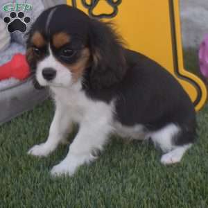 Firestone, Cavalier King Charles Spaniel Puppy