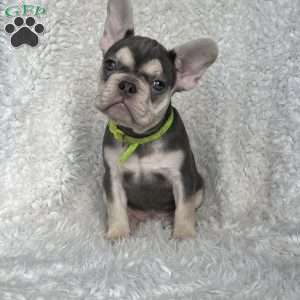 Olive, French Bulldog Puppy