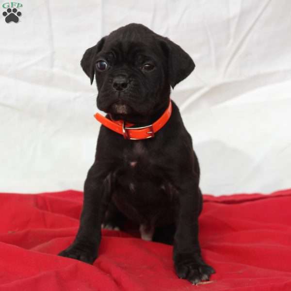 Zayn, Cane Corso Puppy