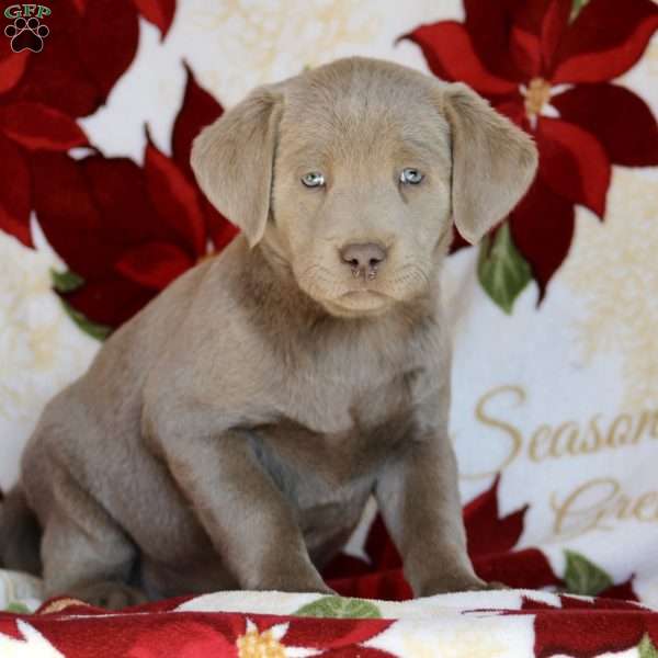 Gabby, Silver Labrador Retriever Puppy