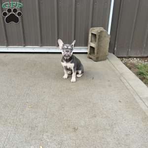 Penelope, French Bulldog Puppy