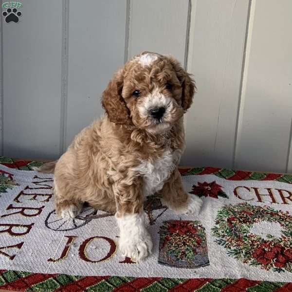 Rex, Cockapoo Puppy