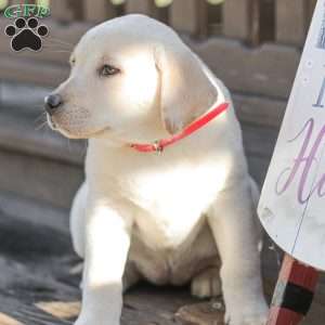 Moby, Yellow Labrador Retriever Puppy