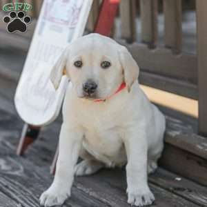 Moby, Yellow Labrador Retriever Puppy