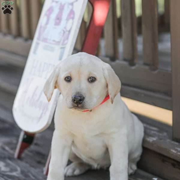 Moby, Yellow Labrador Retriever Puppy