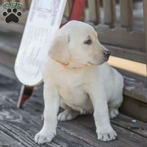 Moby, Yellow Labrador Retriever Puppy