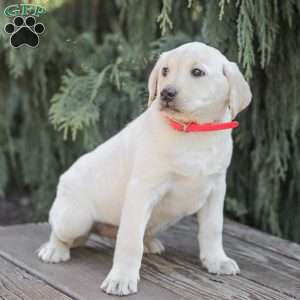 Moby, Yellow Labrador Retriever Puppy