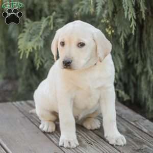 Moby, Yellow Labrador Retriever Puppy