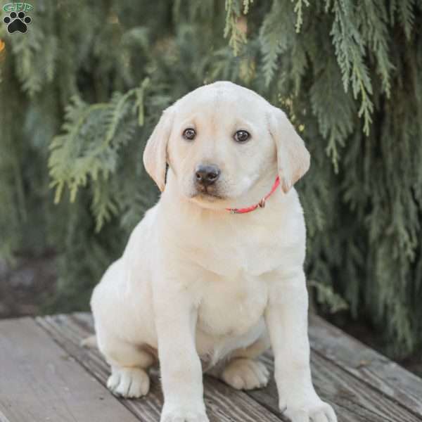 Moby, Yellow Labrador Retriever Puppy