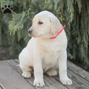 Moby, Yellow Labrador Retriever Puppy