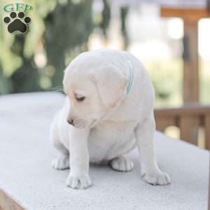 Misty, Yellow Labrador Retriever Puppy