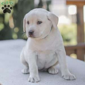 Misty, Yellow Labrador Retriever Puppy