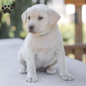 Misty, Yellow Labrador Retriever Puppy