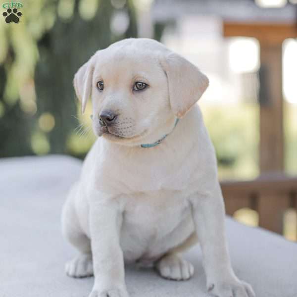 Misty, Yellow Labrador Retriever Puppy