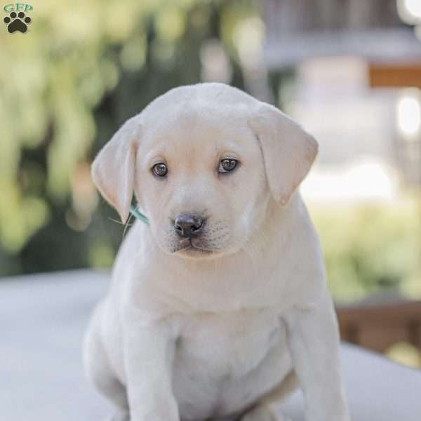 Misty, Yellow Labrador Retriever Puppy