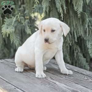 Misty, Yellow Labrador Retriever Puppy